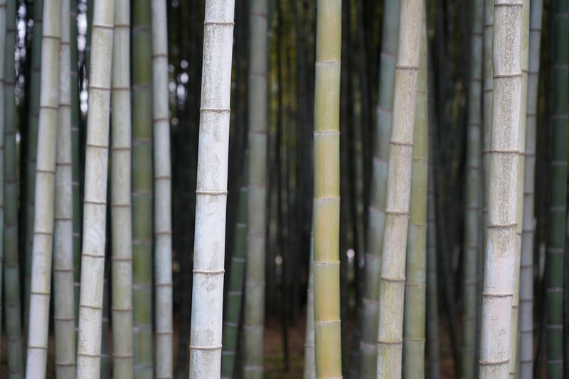 Bamboo Fabric
